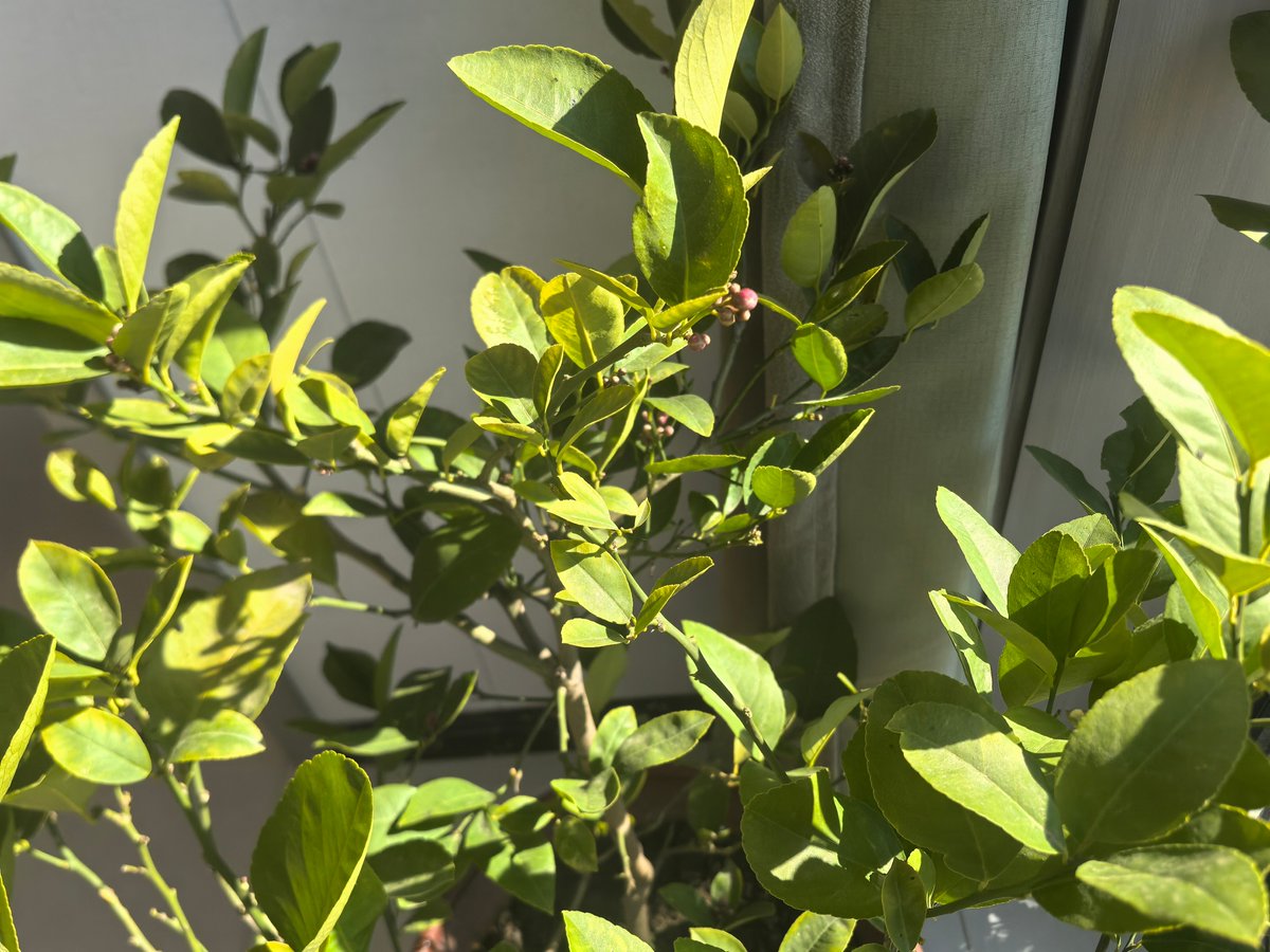 Mareoma98's tweet photo. New to photography Start with natural light! It’s free, soft, and makes every subject look amazing. Just step outside and shoot the beauty around you. https://t.co/iVd2EhU44W