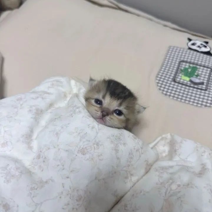 oqoq_pk's tweet photo. うさにゃん いい夢見てね https://t.co/BZov58sjWX