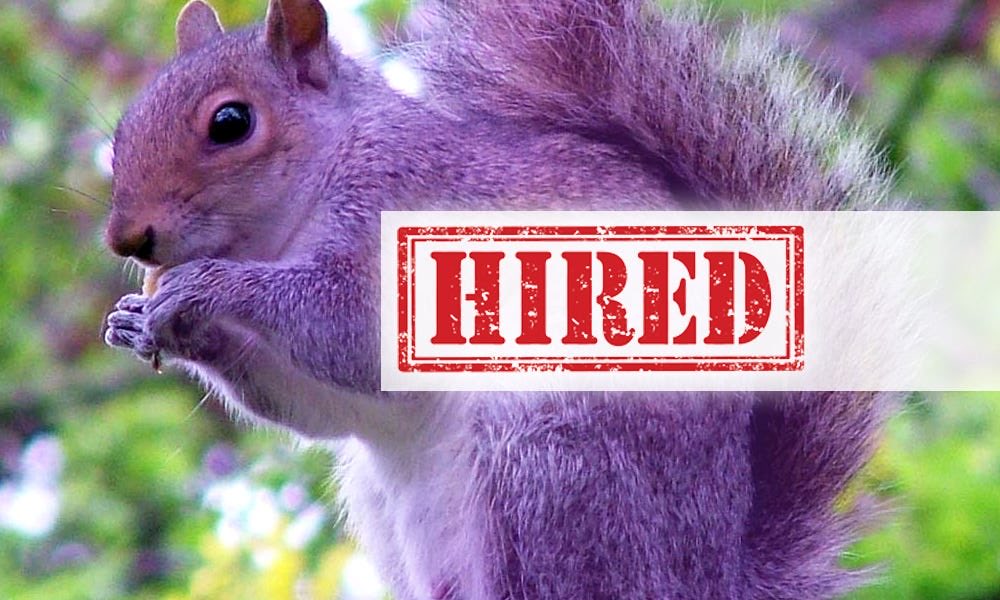 SquirrelsHunter's tweet photo. Your open role isn't getting better with age.

If a critical position has been sitting open for 30, 60, or 90+ days, the cost isn't just the vacancy.

It's:
-Work piling up on your team
-Projects moving slower
-Revenue opportunities being missed
-Your best people getting burned out

Sometimes the answer isn't posting the job again.

It's changing how you search for the person.

At Purple Squirrel Staffing, we specialize in retained search for companies that need to fill critical roles with the right person, not just the first available candidate.

If you have a role that's been sitting open too long, let's talk.

612-276-3789
jbrown@purplesquirrelstaffing.com
https://t.co/akXfjBUY87

#Hiring #Recruiting #TalentAcquisition
#HiringManagers #ExecutiveSearch #retainedsearch #staffing #hr