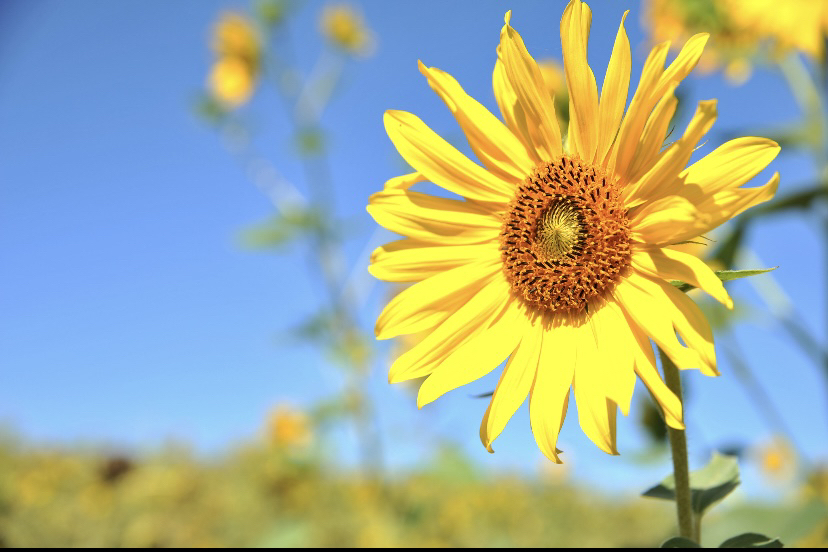 GYPByrd's tweet photo. Took my 5-year-old to plant sunflowers this afternoon—she dug holes, dropped seeds, and yelled “watch them grow taller than Daddy!��� Best silly, sunny hour ever. https://t.co/CCEVHqVpvH