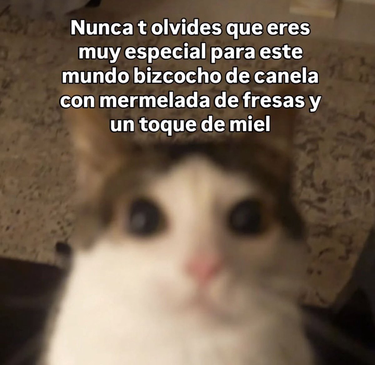MundoDeBigotes's tweet photo. https://t.co/HSKKwut11X
