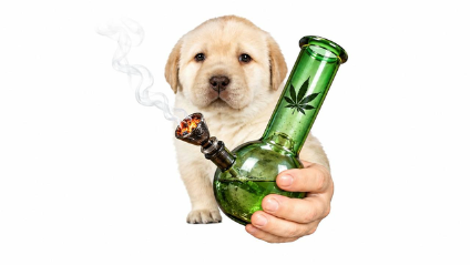 QuieresWant's tweet photo. ¿Quieres un toke? https://t.co/ieItTb3l8h