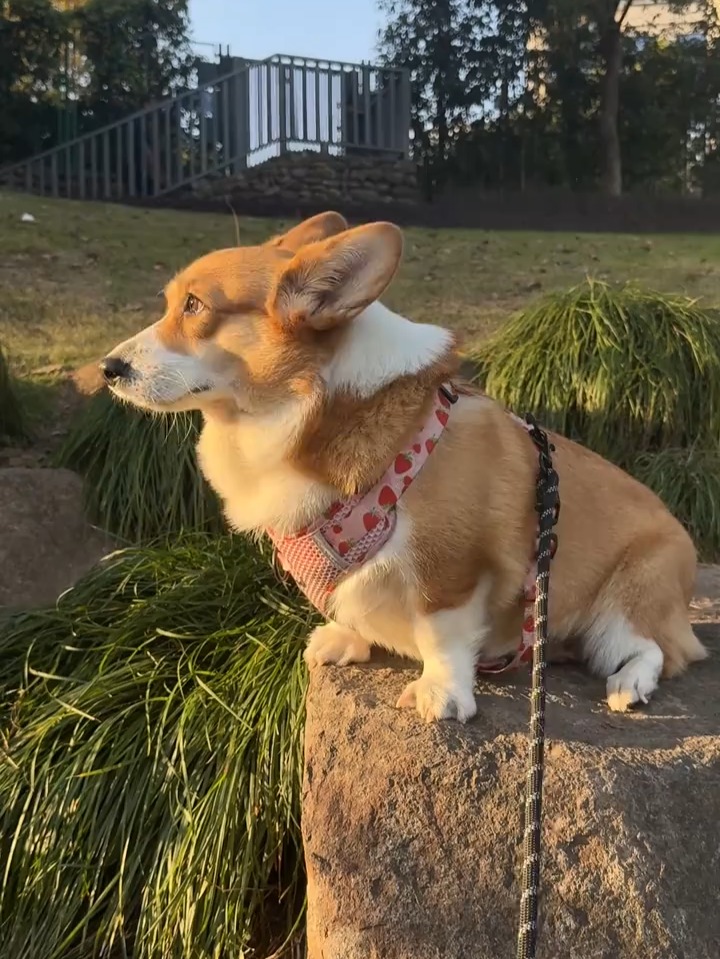 General31983488's tweet photo. Luna the corgo just hit her 6-month milestone! From wobbly little pup to zooming fur baby—every wag of her tail makes my heart full https://t.co/dsB9yiBzVv