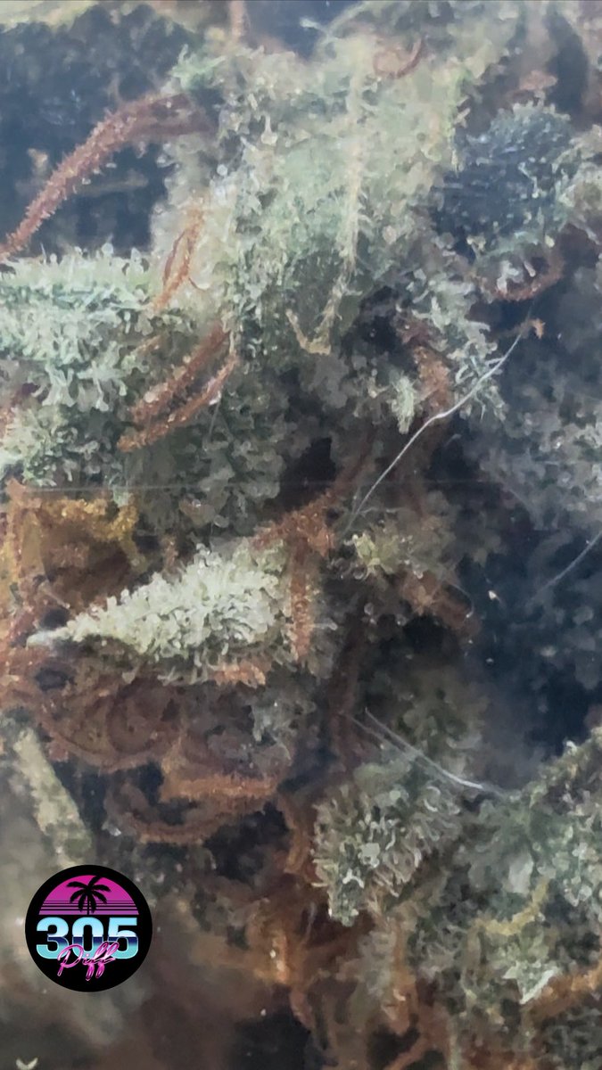 305piff's tweet photo. Rise &amp; 305! STILL grown by Cubans, still the ONLY PURÉ PIFF HAZE of its kind 

#MIAMIGrownHAZE #Piff #Haze https://t.co/1YCMowKySo