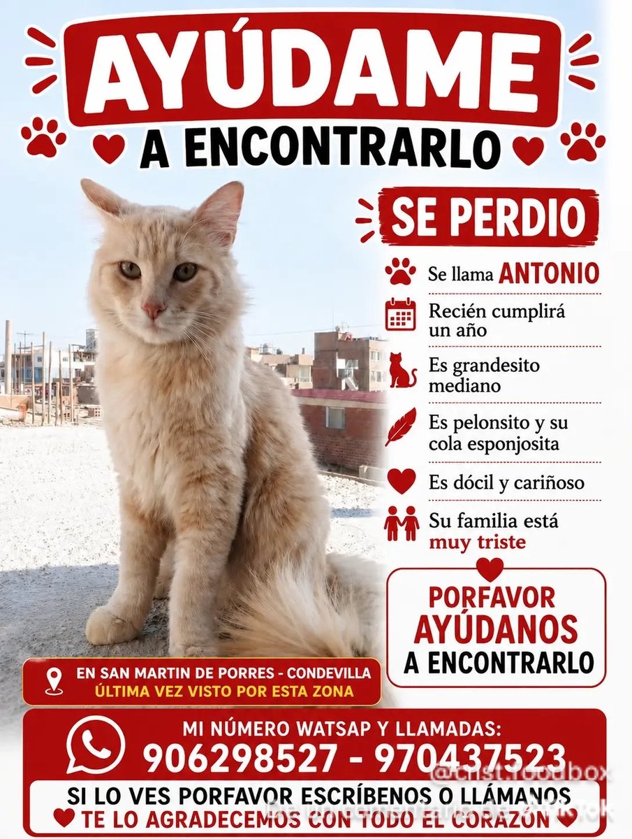 PawFindr's tweet photo. Buscamos a António!! 😭🙏Atención amigos de San Martin de Porres!, si lo ven comuníquense con el número porfavor 🫂 RT Comparte #PawFindr #mascotas #mascotasperdidas #Comparte https://t.co/CLm5H2JQdR