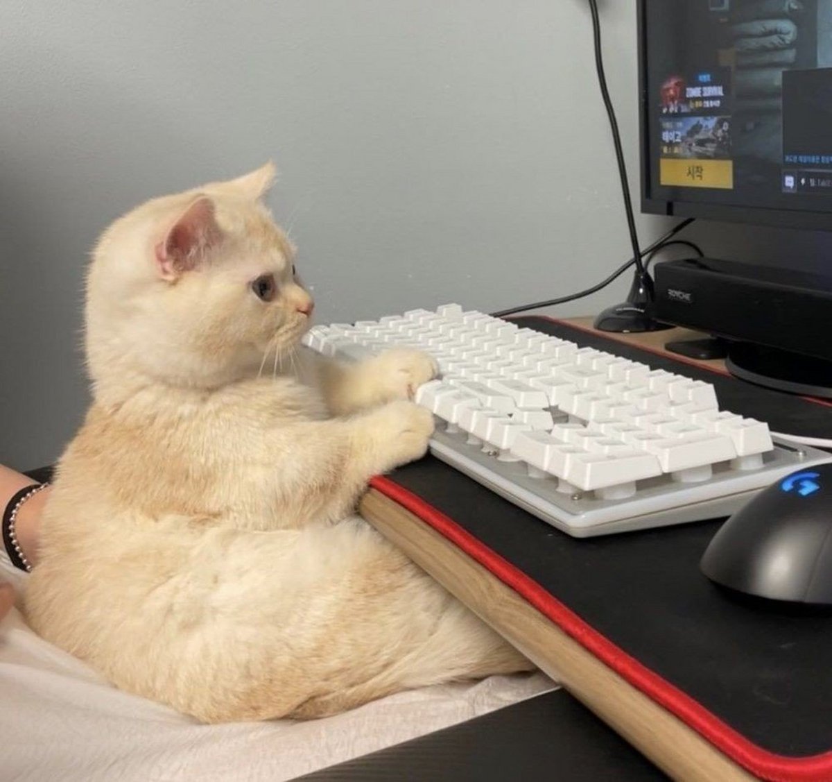 BakchodVk's tweet photo. My grumpy cat always has my back—even when I’m working late. No better co-worker than a furball that curls on my keyboard. https://t.co/NB2CMxBlnq