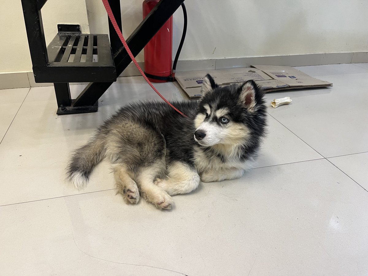 JoshTriving's tweet photo. Check out the story behind meeting this little Husky puppy on my blog :
 https://t.co/uCxJpm5I44 https://t.co/g98Veiicir