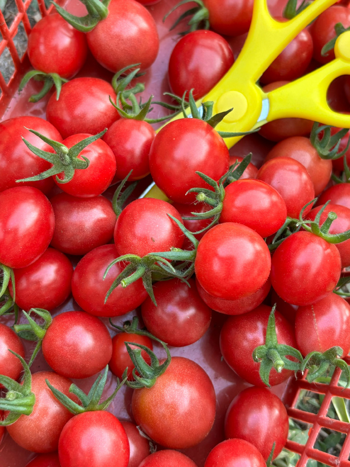 Sellywsd's tweet photo. Just tried the new organic cherry tomatoes from local farm—super juicy, naturally sweet, no weird aftertaste! Perfect for weekday salads. #FreshProduce #FoodFind https://t.co/It3vdEMMvy