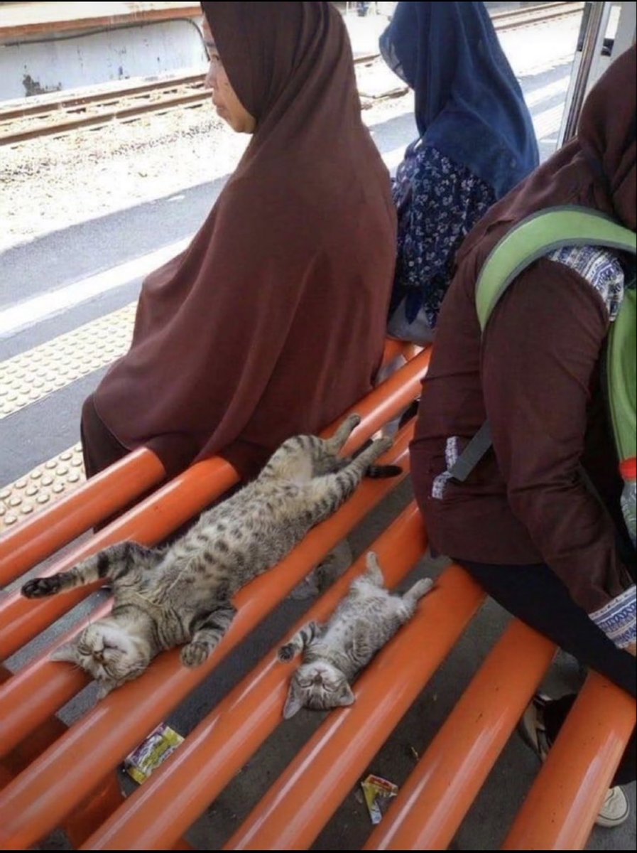 animal_kyawa_'s tweet photo. どんな所でもリラックスできる猫、現る。 https://t.co/P2OHdG17wG