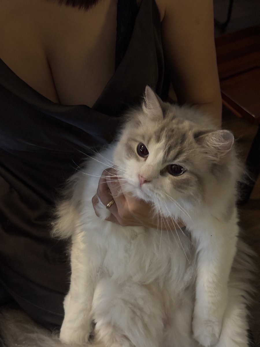 yomecats's tweet photo. https://t.co/yrkiq93us5