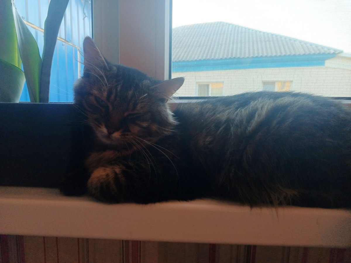 wpqnt's tweet photo. Котость спит https://t.co/2Uq46nVpic