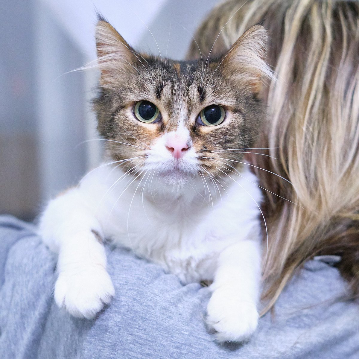 protemataro's tweet photo. L'Ava té 7 anys i 6 mesos i viu en una casa d'acollida. 💛 És una gata tímida però afectuosa, que crea vincle ràpid. Busca una llar tranquil·la, sense infants petits ni més animals. https://t.co/dJiQ1RiseX https://t.co/ugr0HCyjZJ