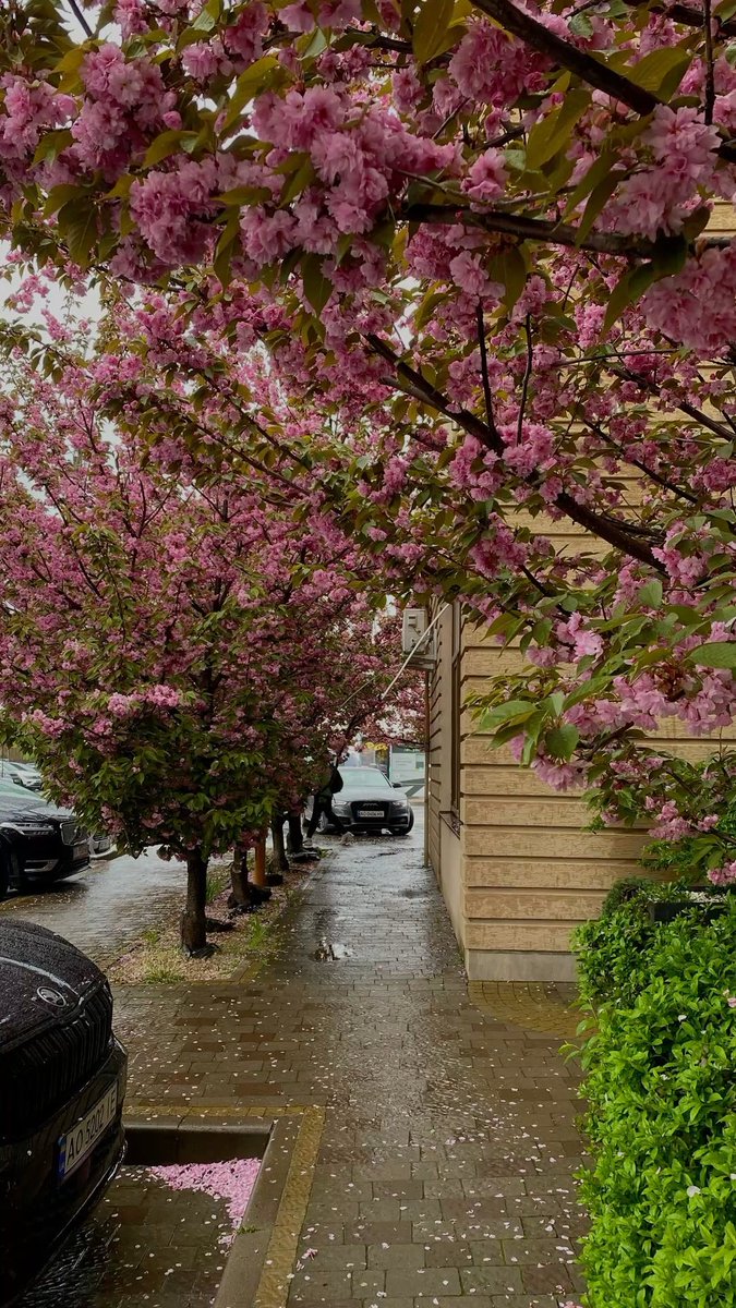 spooky_nature's tweet photo. after rain 🌧️🌸 https://t.co/QG3PNmRjPJ