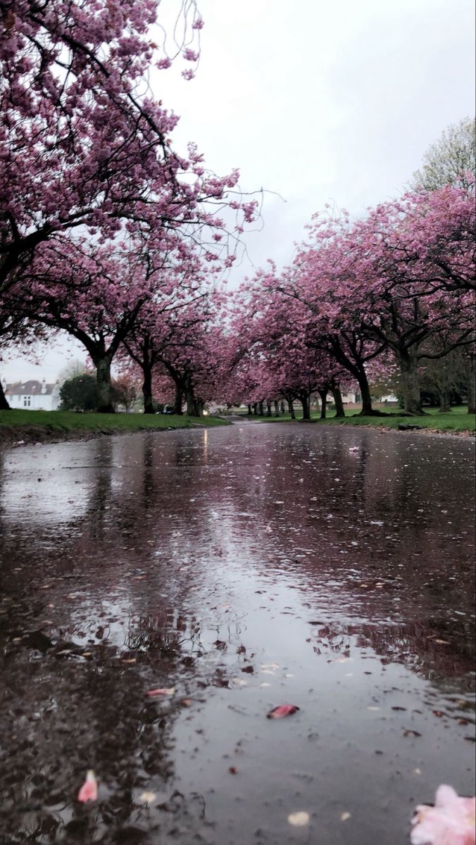 spooky_nature's tweet photo. after rain 🌧️🌸 https://t.co/QG3PNmRjPJ