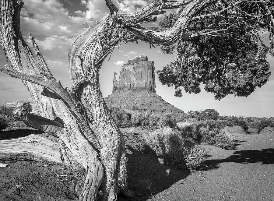 joancarroll's tweet photo. Juniper Tree in Monument Valley Arizona BW! https://t.co/8Goi5H91TA #monumentvalley #juniper #tree #eastmitten #butte #blackandwhite #blackandwhitephotography #rockformations #dramatic #rugged #landscape #landscapephotography #travel #travelphotography #southwest #artforsale #wallartforsale #giftideas @joancarroll