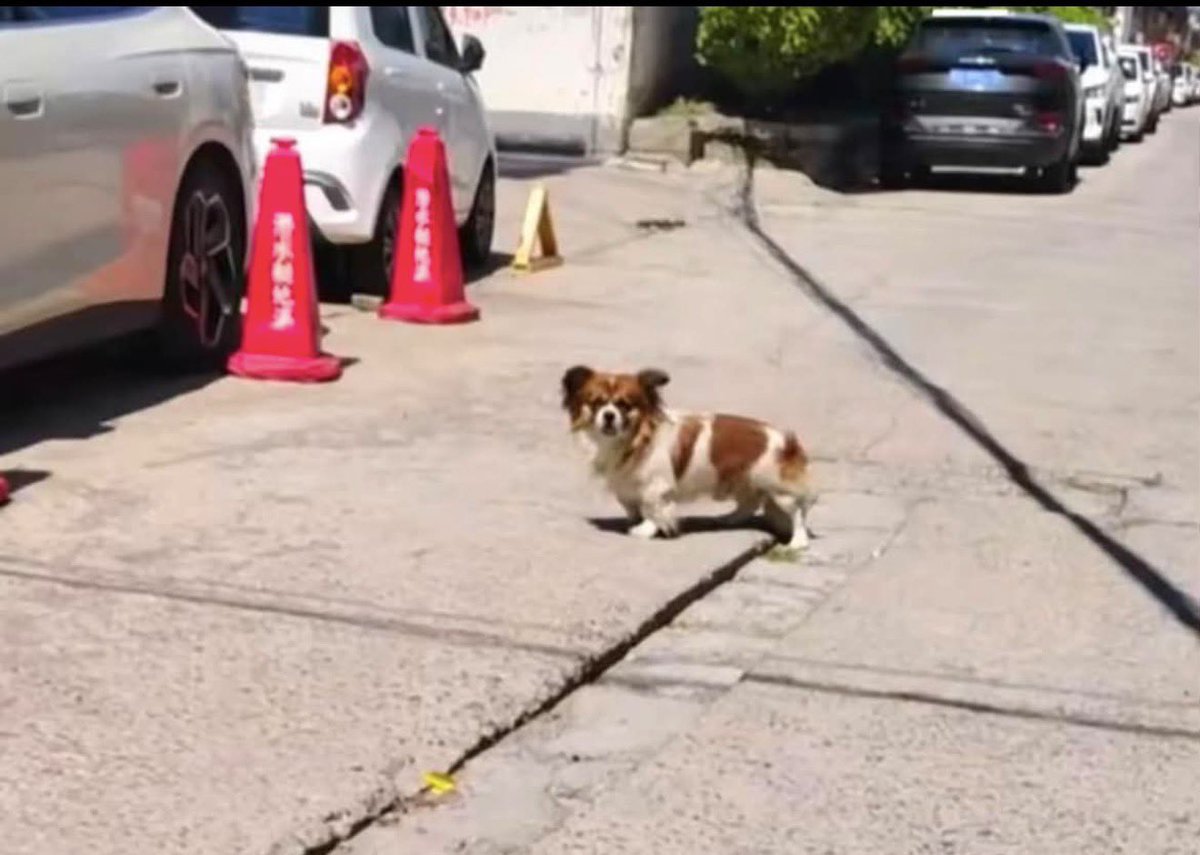 forthedogs_'s tweet photo. 投稿消されてる？減った？
まだまだ旺旺たちのために声をあげていきますよー！
ここで諦めたら、あのゴミカスたちを喜ばすだけです。

#中国 #旺旺 #動物虐待
#广东省揭阳市揭东区新亨镇坪埔村
#鍾澤昊ジョンザーハオ鍾思鑫ジョンスーシン
#鍾宇轩ジョンユーシュエン
#鍾喜聲ジョンシーション
#鐘暁能ジョンシャオノン
#鍾梓烨ジョンズーイエ
#動物虐待ビジネス撲滅
#掲陽未成年者犬虐待事件
#JusticeForWangWang
#中国に動物虐待防止法の制定を求める