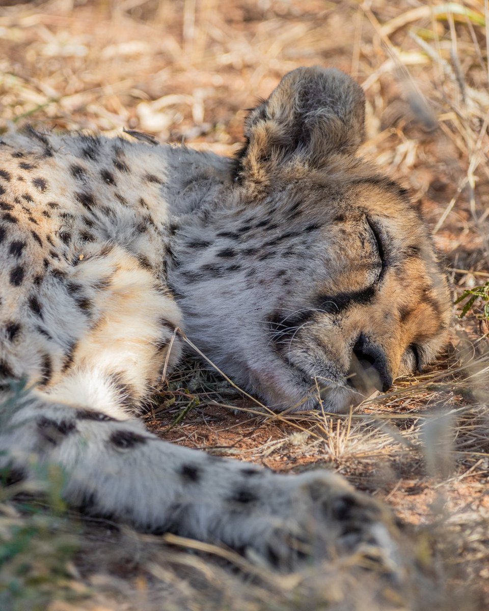 CCFCheetah's tweet photo. Did you know that you can spend the night at Cheetah Conservation Fund (CCF) in #Namibia? 💤 Our Centre welcomes day-visitors and overnight guests!  All of our visitors have the opportunity to see our #conservation work in practice – and to find out more about our efforts to keep #cheetahs in the wild. There are a variety of accommodation options for overnight visitors, including the family-friendly Cheetah View Lodge and the Babson House, our luxury accommodation.

Nestled against the Waterberg Plateau National Park, CCF’s area within the Greater Waterberg Landscape also features a reserve with a wide variety of #wildlife, including cheetahs. During your visit, you can learn about our resident #cheetahs during feedings and cheetah runs, meet our Livestock Guarding Dogs, or try one of the tasty treats from the Dancing Goat Creamery, part of our Model Farm. Last year, CCF even won a Traveler’s Choice award from Tripadvisor, a designation awarded to consistently strong reviews from travelers (those among the top 10% of all listings).

Come and see firsthand how #tourism supports conservation - and how your visit makes a difference!

Visit https://t.co/dYkJ7M8Oxc