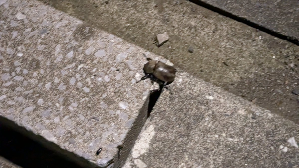 Ugekiller's tweet photo. 夏だしカブトムシ捕まえよ！😆って虫の��きどころ行ったらメスしかいなかったし、諦めてホームセンターに買いに行ったらメスしか売ってなかった
ポ、リコレの波がこんなところにまで来てるなんて… https://t.co/DMnnAj30ZR