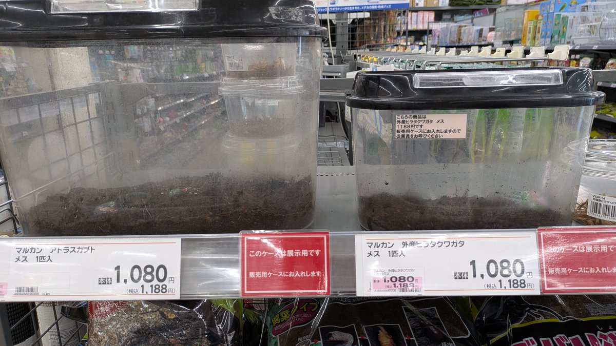 Ugekiller's tweet photo. 夏だしカブトムシ捕まえよ！😆って虫の��きどころ行ったらメスしかいなかったし、諦めてホームセンターに買いに行ったらメスしか売ってなかった
ポ、リコレの波がこんなところにまで来てるなんて… https://t.co/DMnnAj30ZR