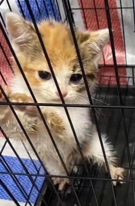 MaleficentLady's tweet photo. Why do I insist that we all use hashtags when posting or commenting about Wang Wang and feline torture industry in China such as #justiceforwangwang, #wangwang, #旺旺, #EndCatTortureInChina and #JusticeForCowcat instead of just writing out "Justice for Wang Wang" and "End Cat Torture" etc?

Why do I also insist we all use the SAME hashtags too?

1. It keeps Wang Wang's case TRENDING on Twitter and on all social media sites. Algorithms recognise that thousands of people are posting about her at once. 

2. It creates a SEARCH INDEX or DIRECTORY for Wang Wang. 

If someone who knows nothing about what happened to Wang Wang or the Cat-and-Kitten Torture Indistry in China clicks on one of those hashtags, they will: 

1. Have months worth of posts to learn what happened to her.

2. Learn who the Jieyang boys who tortured and murdered her are.

3. Learn that the Chinese Government didn't punish Wang Wang's perpetrators at all and in fact protected them instead.

4. Learn that China has zero national anti-cruelty laws for dogs and cats and it's legal to torture stray cats and dogs there.

5. Learn about China's legal cat and kitten torture industry which has been going on for decades and in which tens-of-thousands felines have DIED agonising, torturous deaths.

6. Learn that every single mass animal abuser, torturer, mutilator and murderer of cats in China has *walked free* because what they did is LEGAL in China. This includes a Shanghai lawyer that tortured over 4,500 cats and kittens, a bank worker that tortured over 5,000 cats cats and kittens, and another man who tortured over 1,500 cats and kittens. All were strays so it counts as legal. See the proof of documented Chinese animal abusers below, all free:

https://t.co/T0Vn7BHj86

Far more importantly, they can learn what *ACTIONS* to take:

1. Dates and locations of upcoming protests, rallies, vigils for Wang Wang and Ending Cat and Kitten Torture in China to attend in their own countries.

https://t.co/hUtRC05Z8a

2. Email, letter, petition, and postcard campaigns to send and sign for Wang Wang and animal rights in China.

https://t.co/Rps1dXXz6A

4. Learn what brands and companies to boycott in Jieyang, China, where Wang Wang was murdered.

(Scroll down to Take Action): 
https://t.co/hUtRC05Z8a

5. Campaigns such as contacting LAW-MAKING bodies in China asking them to ban animal torture content on the Chinese Websites, social media platforms and encrypted messaging apps (see my Pinned Post for a Guide to Writing the Email, we only have until the 28th of August 2026 to send the email).

https://t.co/iAxidC707u

6. Accounts to follow that share constant action campaigns and guides on how to help further animal protection laws in China.

7. Hundreds of posts with concrete actions that people have posted.

Let's keep working together in COORDINATION and UNITY around the world! This includes with hashtags! We cannot let Justice for Wang Wang, Cowcat and pushing for companion animal protection laws in China fizzle out!

This is especially important as Jinping's US State Visit from September 23 to 25, 2026 approaches!

Keep Wang Wang, Cowcat, Miko, Fireball, Xiaoyu trending!
✊🏼❤️🐶🐕🐈🐈‍⬛

#justiceforwangwang  #wangwang   #旺旺  #Jieyang  #BoycottJieyang #China  #JusticeForCowCat  #EndCatTortureInChina  #EndKittenTortureInChina #EndAnimalAbuseInChina