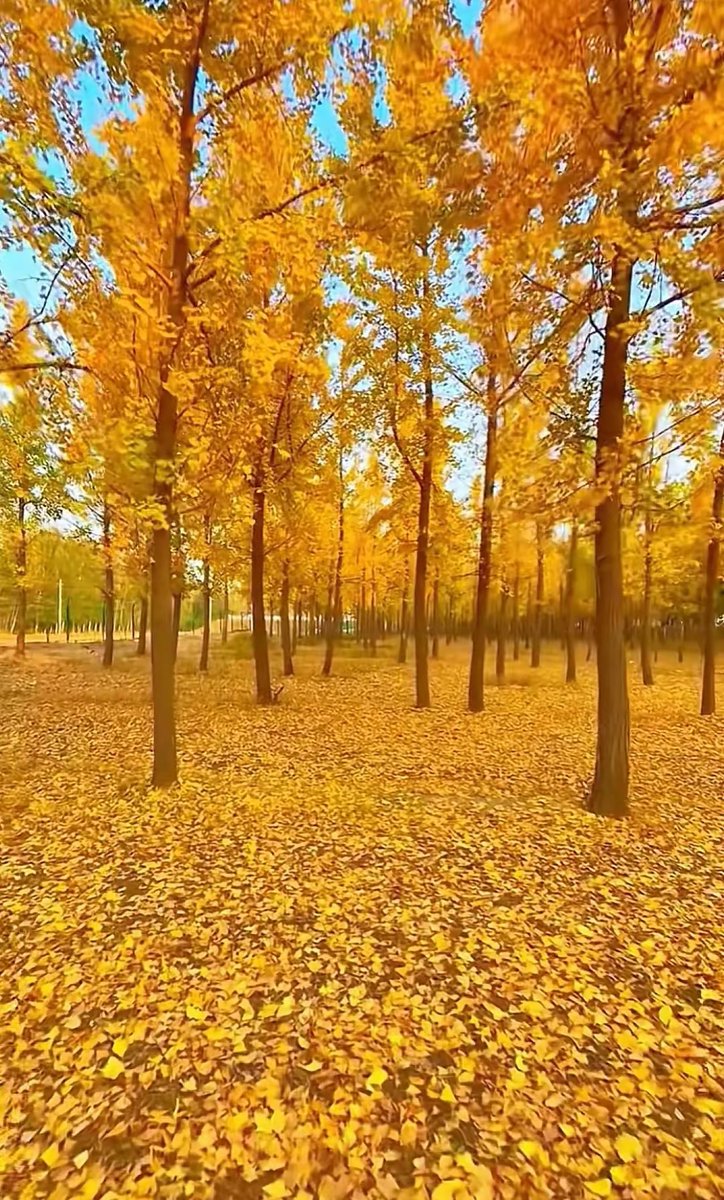 jekdim's tweet photo. Early autumn breeze brings crisp apple scents and golden leaves – perfect for a cozy walk before the chill sets in!， https://t.co/xBcyJrdlSI