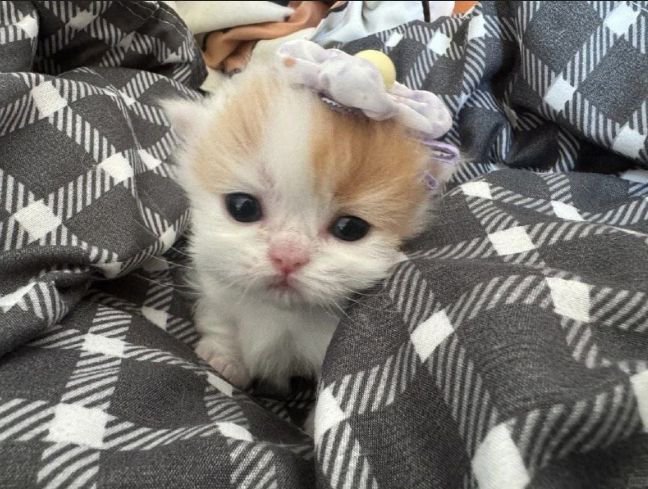 nekocatts's tweet photo. I'm just a smol girl 🥰 https://t.co/H4DXjNWl5J