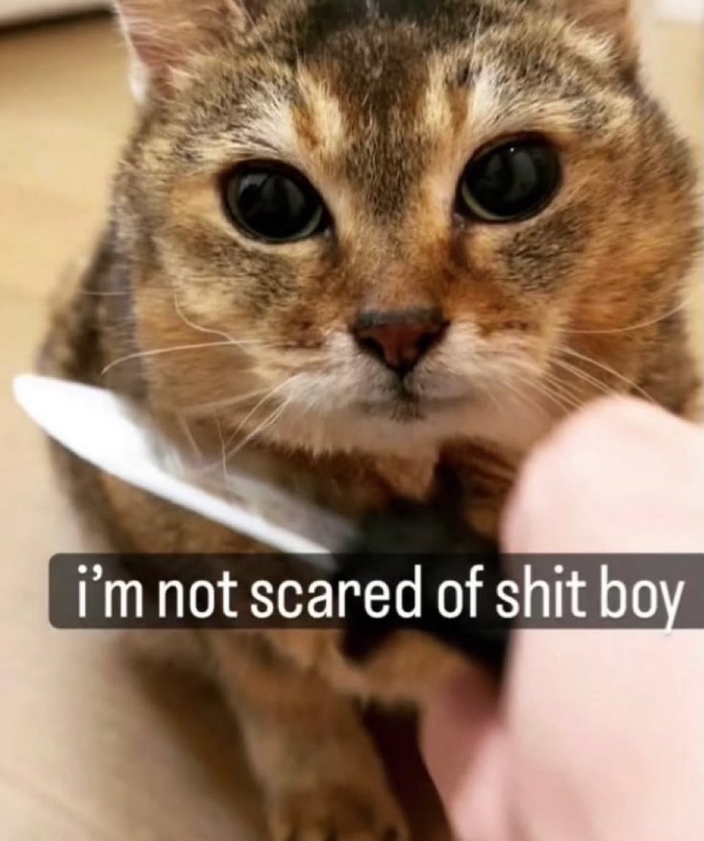 literallymecats's tweet photo. https://t.co/HTgvKt8mMK