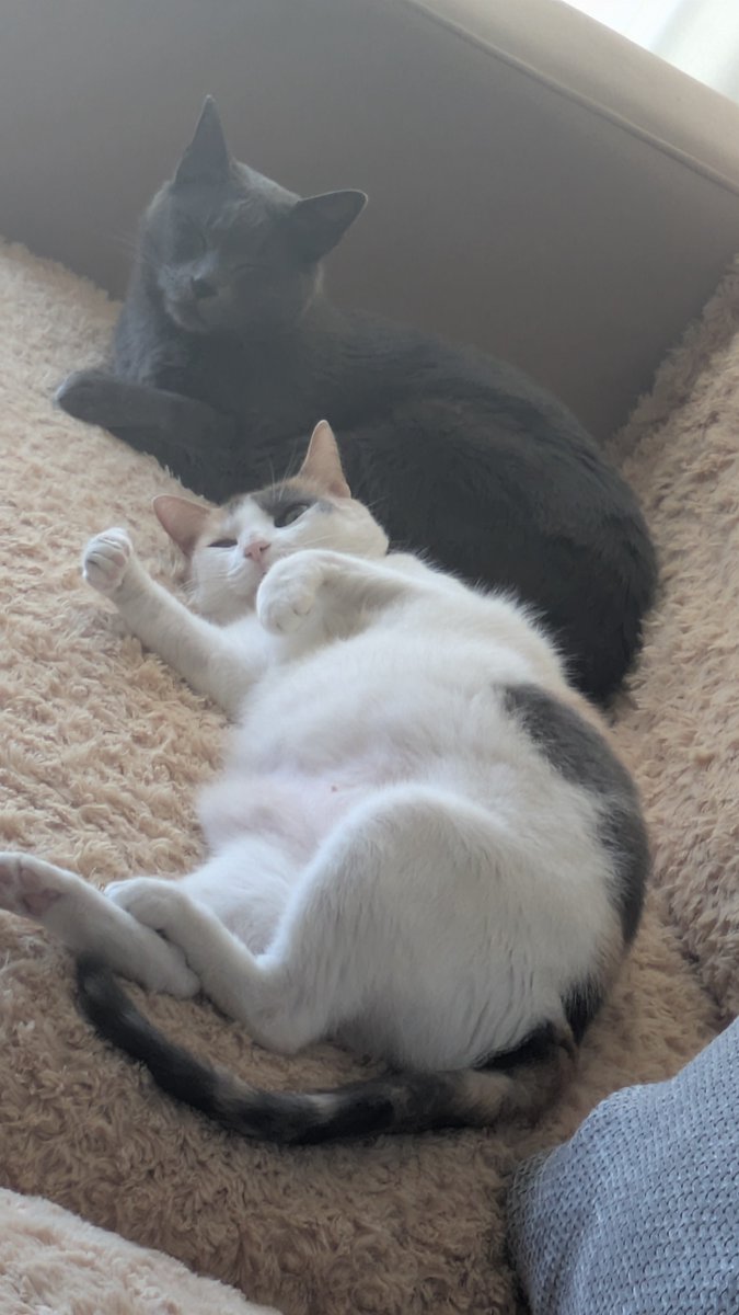 catmakesnoise's tweet photo. @shlofolina she's so cute I have a calico and they're the sweetest... also can't keep her mouth closed https://t.co/PoB6EMms3K