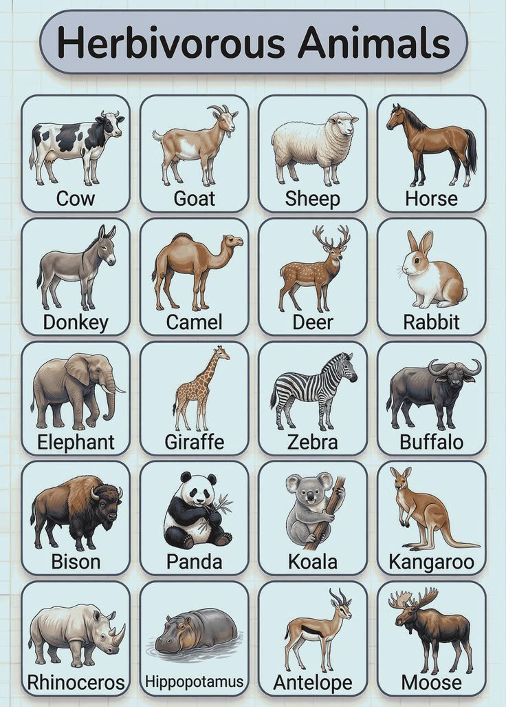 TheMapsGuide's tweet photo. Herbivorous Animals https://t.co/iJKtmnYmfC