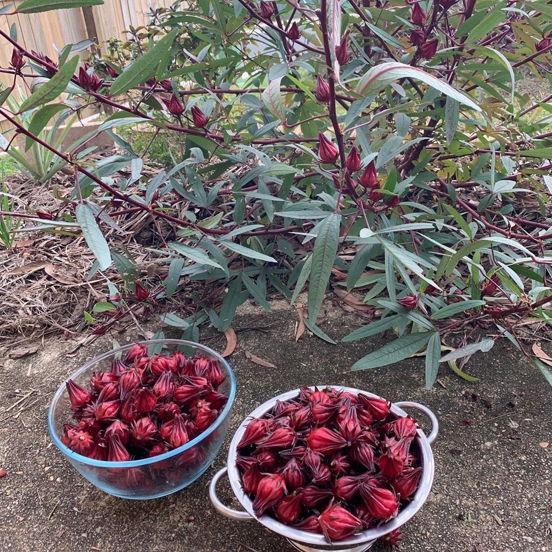 tiphe_j's tweet photo. Hold up guyss! What's the name of this fruit? https://t.co/lIR16qhQtz