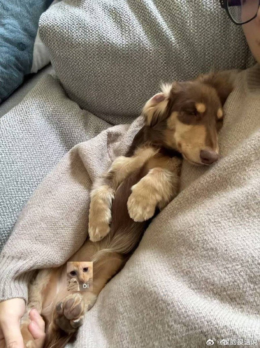 YoMoneyPlan's tweet photo. My fluffy pup curled up on my lap during a rainy workday—this warm fur companion turns every ordinary moment into a happy memory https://t.co/fdlcIsePfk
