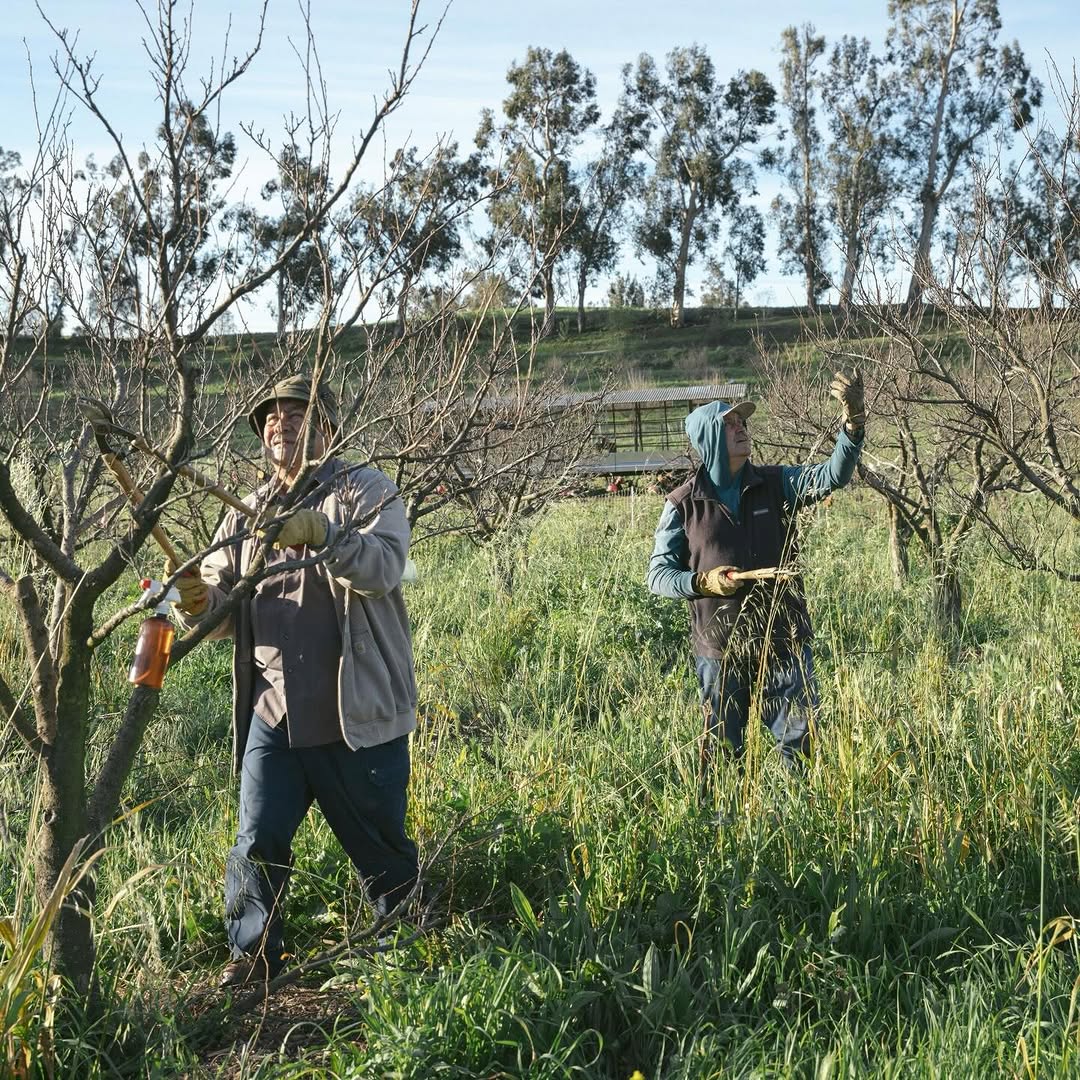 KarinJanekjf's tweet photo. A sweet, abundant summer fruit crop begins with considered winter pruning. 🌳

Pruning stone fruit trees during dormancy helps sustain their structure, encourage healthy growth, and prepare them for a productive fruiting season. With the tree’s energy... https://t.co/gSKRnJtbnN