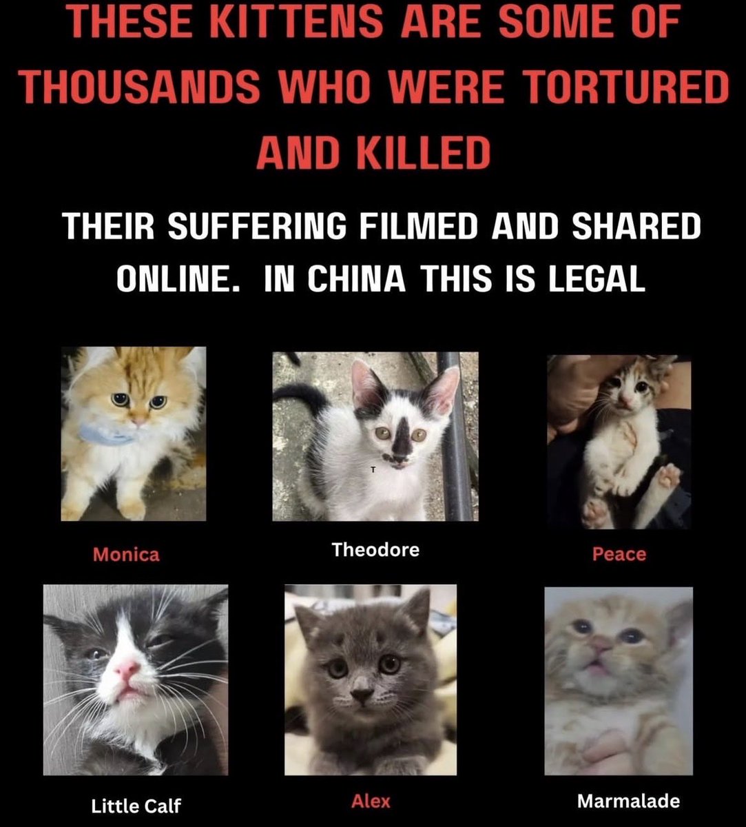 MaleficentLady's tweet photo. Why do I insist that we all use hashtags when posting or commenting about Wang Wang and feline torture industry in China such as #justiceforwangwang, #wangwang, #旺旺, #EndCatTortureInChina and #JusticeForCowcat instead of just writing out "Justice for Wang Wang" and "End Cat Torture" etc?

Why do I also insist we all use the SAME hashtags too?

1. It keeps Wang Wang's case TRENDING on Twitter and on all social media sites. Algorithms recognise that thousands of people are posting about her at once. 

2. It creates a SEARCH INDEX or DIRECTORY for Wang Wang. 

If someone who knows nothing about what happened to Wang Wang or the Cat-and-Kitten Torture Indistry in China clicks on one of those hashtags, they will: 

1. Have months worth of posts to learn what happened to her.

2. Learn who the Jieyang boys who tortured and murdered her are.

3. Learn that the Chinese Government didn't punish Wang Wang's perpetrators at all and in fact protected them instead.

4. Learn that China has zero national anti-cruelty laws for dogs and cats and it's legal to torture stray cats and dogs there.

5. Learn about China's legal cat and kitten torture industry which has been going on for decades and in which tens-of-thousands felines have DIED agonising, torturous deaths.

6. Learn that every single mass animal abuser, torturer, mutilator and murderer of cats in China has *walked free* because what they did is LEGAL in China. This includes a Shanghai lawyer that tortured over 4,500 cats and kittens, a bank worker that tortured over 5,000 cats cats and kittens, and another man who tortured over 1,500 cats and kittens. All were strays so it counts as legal. See the proof of documented Chinese animal abusers below, all free:

https://t.co/T0Vn7BHj86

Far more importantly, they can learn what *ACTIONS* to take:

1. Dates and locations of upcoming protests, rallies, vigils for Wang Wang and Ending Cat and Kitten Torture in China to attend in their own countries.

https://t.co/hUtRC05Z8a

2. Email, letter, petition, and postcard campaigns to send and sign for Wang Wang and animal rights in China.

https://t.co/Rps1dXXz6A

4. Learn what brands and companies to boycott in Jieyang, China, where Wang Wang was murdered.

(Scroll down to Take Action): 
https://t.co/hUtRC05Z8a

5. Campaigns such as contacting LAW-MAKING bodies in China asking them to ban animal torture content on the Chinese Websites, social media platforms and encrypted messaging apps (see my Pinned Post for a Guide to Writing the Email, we only have until the 28th of August 2026 to send the email).

https://t.co/iAxidC707u

6. Accounts to follow that share constant action campaigns and guides on how to help further animal protection laws in China.

7. Hundreds of posts with concrete actions that people have posted.

Let's keep working together in COORDINATION and UNITY around the world! This includes with hashtags! We cannot let Justice for Wang Wang, Cowcat and pushing for companion animal protection laws in China fizzle out!

This is especially important as Jinping's US State Visit from September 23 to 25, 2026 approaches!

Keep Wang Wang, Cowcat, Miko, Fireball, Xiaoyu trending!
✊🏼❤️🐶🐕🐈🐈‍⬛

#justiceforwangwang  #wangwang   #旺旺  #Jieyang  #BoycottJieyang #China  #JusticeForCowCat  #EndCatTortureInChina  #EndKittenTortureInChina #EndAnimalAbuseInChina