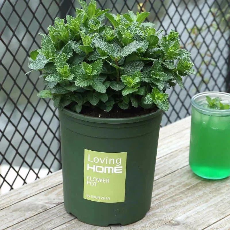 JohnDeshay's tweet photo. Just upcycled an old mason jar into a cute mini herb planter—no fancy tools needed! Perfect for my windowsill. ， https://t.co/sCraItsqZH