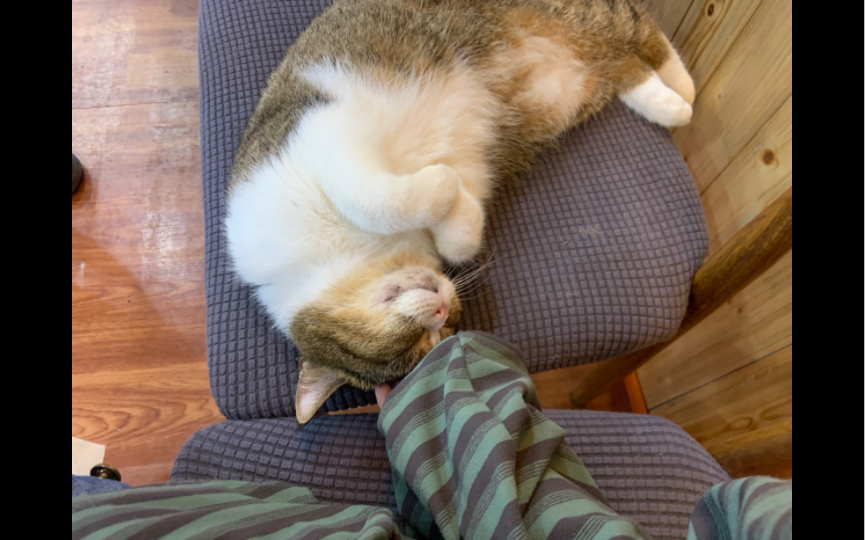 MichaelWeisbe11's tweet photo. My rescue cat curled up on my lap while I worked today—this little warm ball of fur makes even chaotic workdays feel so soft and special. https://t.co/WRtHZuuCWl