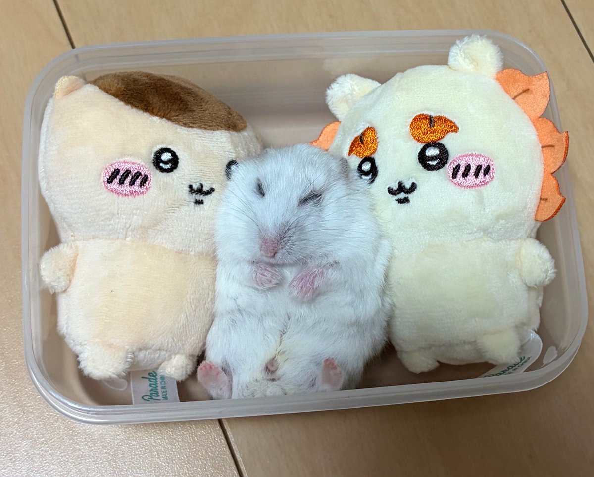kedamaunchimaru's tweet photo. お弁当セット https://t.co/sUvs7nJzQx