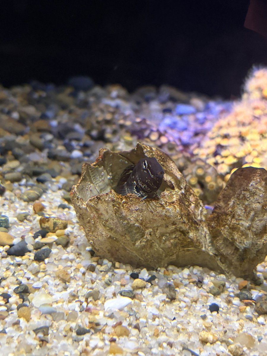 ruma310yf's tweet photo. #浅虫水族館
 #水族館
 #ナベカ
うちの推し💕 https://t.co/Hh364Yr1Rs