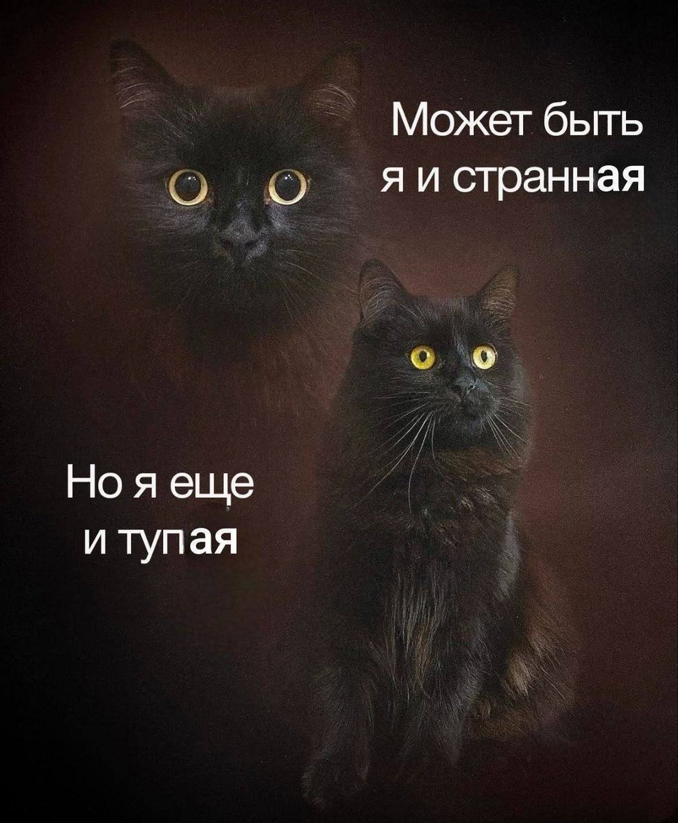 catsilcats's tweet photo. https://t.co/JYFUdINLKT