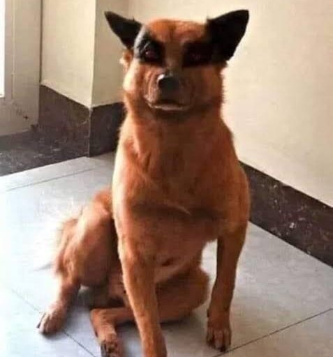 Angelsaasj's tweet photo. o que eu imagino quando falam que a kurama é um cachorro nas fanfics de naruto https://t.co/EnSsNLJ3VX