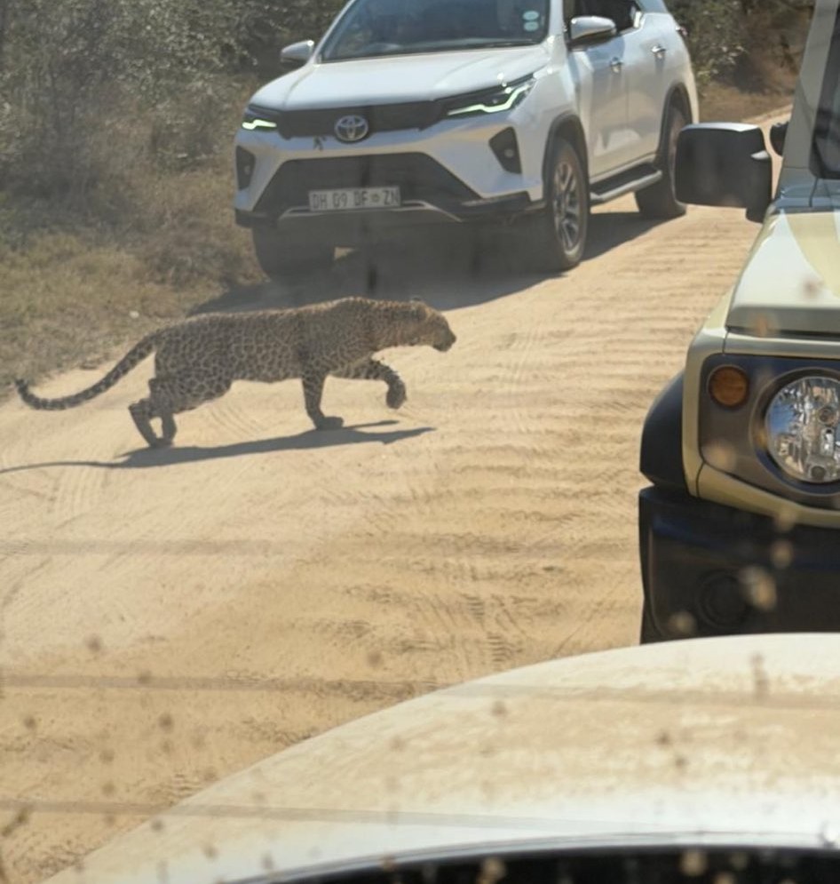 LatestKruger's tweet photo. 11:00am
1 Leopard crossed road
S3, 500m W of H11
Near Paul Kruger Gate
5/5
Tinged by @kinmount12 https://t.co/VnqnwbyiBf