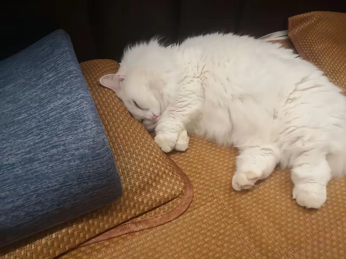 Joshcboyle79's tweet photo. My fur baby curled up on my lap while I worked today — this is the only work “report” I need to submit. https://t.co/5fISzSFkyL