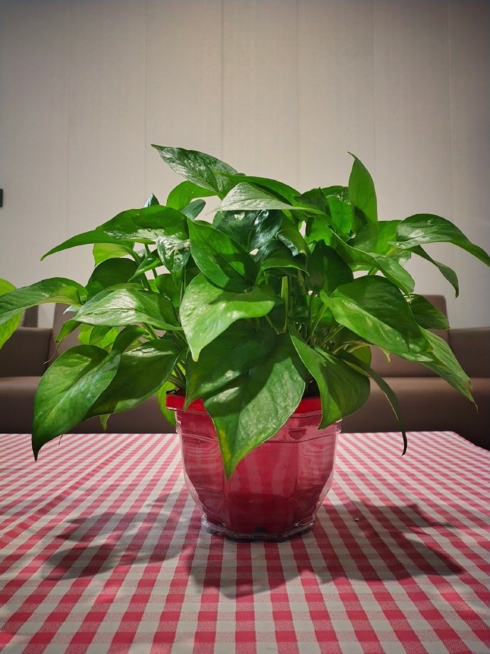 1987Nukul's tweet photo. Pro tip for pothos lovers! Wipe its leaves with a damp cloth monthly, keep it in bright indirect light, and water only when the top 2 inches of soil feel dry – your vine will grow lush and full in no time! https://t.co/cdSG6y6FpY