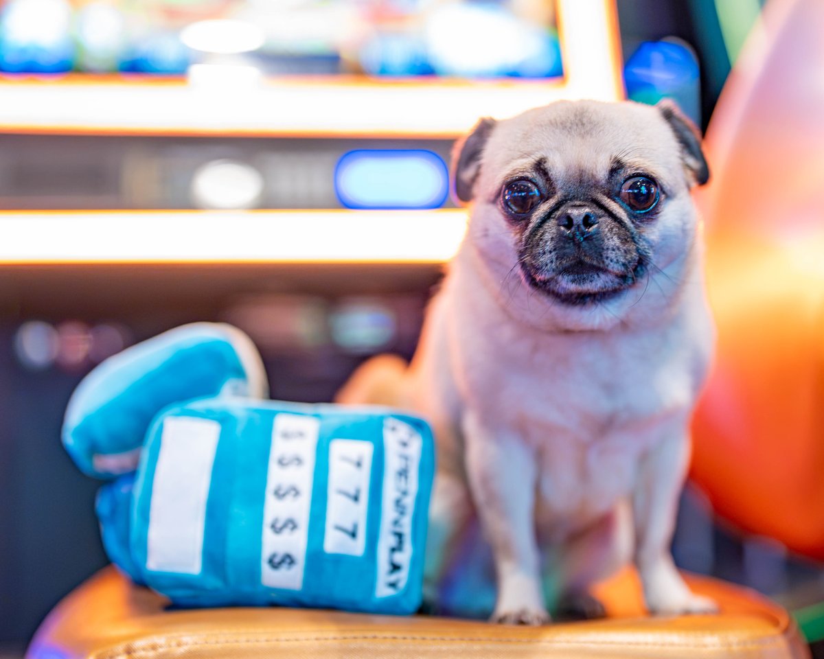 pennplay's tweet photo. Meet Penny. Her love language is treats, tail wags, and winning energy. #PENNPaws

📸 : @HollywoodToledo https://t.co/cE4BclzgY2