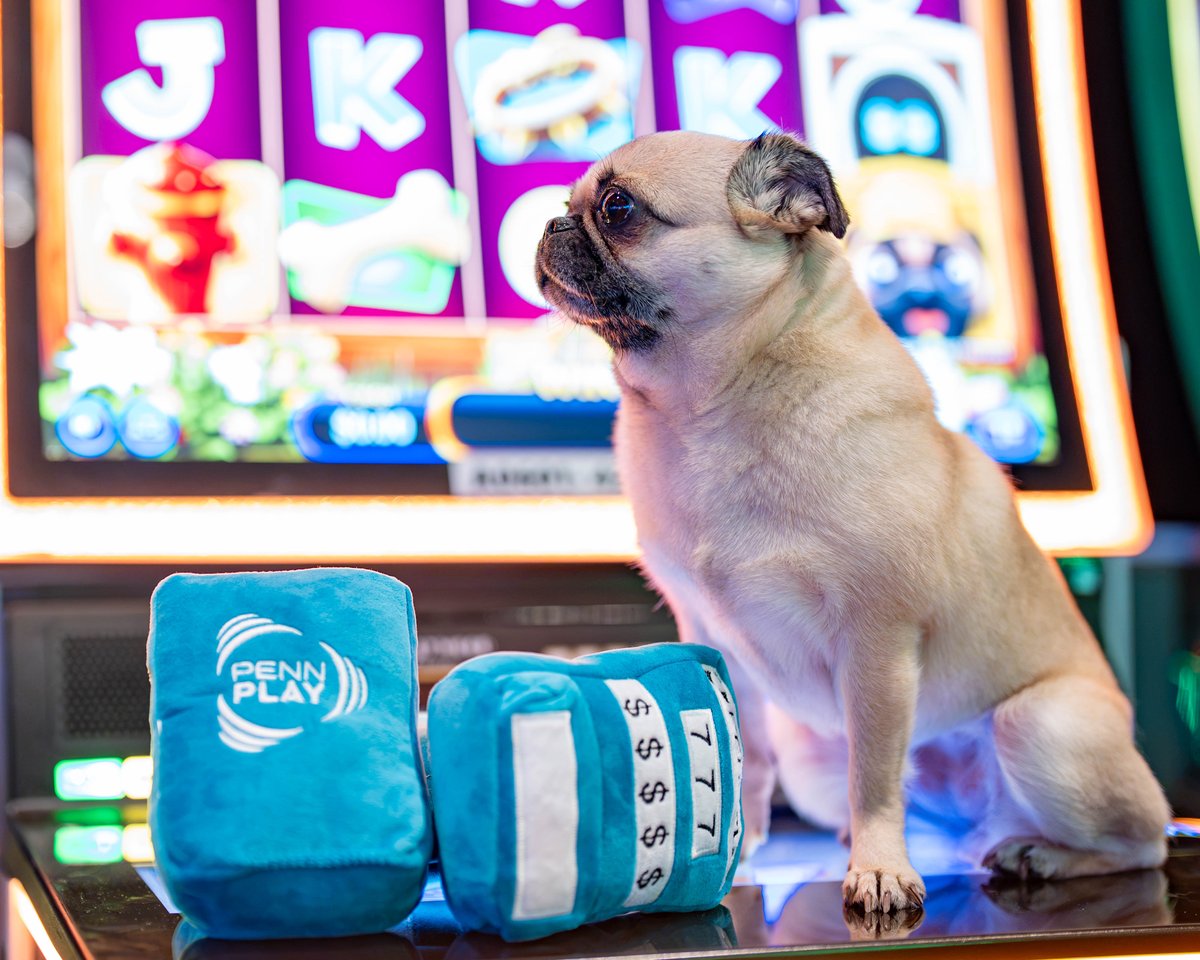pennplay's tweet photo. Meet Penny. Her love language is treats, tail wags, and winning energy. #PENNPaws

📸 : @HollywoodToledo https://t.co/cE4BclzgY2
