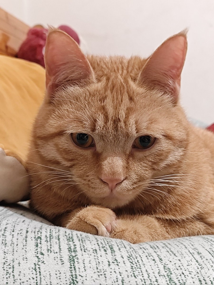 iididjdn's tweet photo. My rescue kitten is now 6 months old—from a tiny fluffball hiding in my closet to a zooming little troublemaker who’s already stole half my socks!  Pet growth brings the sweetest surprises. https://t.co/Q6TBtdPtS2