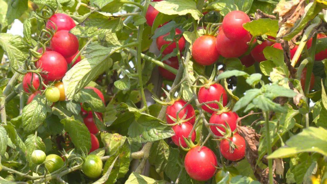 DennisS05883581's tweet photo. Just tried the new organic cherry tomatoes from local farms—burst with sweet juice, zero sour aftertaste, perfect for salads or snacking! https://t.co/dEavDqyzD5