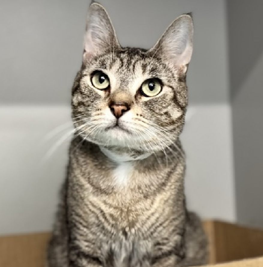 JLthekid9999's tweet photo. 🆘🆘 PEAR (ID 234827), 3 YO, MALE –  IN QUEENS ACC - came into the shelter as a stray on 6/20/2026.    🆘🆘 😿 😿 😿 😿

➡️TBD 8/22/26

➡️ TOO LOW ON PLEDGES TO STIMULATE RESCUE INTEREST

➡️🆘🆘 5TH  Chance on Emergency Placement List – BEYOND URGENT -  NO ROOM IN SHELTER – WILL NOT BE GIVEN MUCH MORE TIME – VERY HIGH EU/SILENT KILL RISK – 🆘🆘 😱🔥🔥😱

➡️ 62 DAYS IN SHELTER – TOO LONG – TIME IS RUNNING OUT

➡️ PEAR IS ON THE EPL FOR BEHAVIORAL REASONS - He is not thriving in the care center and continues to display distance-increasing behavior when approached for interactions. He has not warmed up despite staff using treats to build a positive association.  This designation often means that the cat will be given very little time for rescue/foster/adoption.🔥🔥🔥🔥

Meet Pear! Pear has had quite the journey. After originally arriving as a stray, he found himself back in our care after spending time surviving outdoors on his own. While all of these changes have left him feeling understandably unsure, Pear has been steadily gaining confidence with the help of patient staff. Beneath his shy exterior is a gentle cat who is beginning to realize that people can be trusted again. My Ideal Home -  Pear is looking for a quiet, adult-only home with experienced cat guardians who will give him the time and space he needs to adjust. He'll appreciate a calm environment, cozy hiding spots, and adopters who let him take the lead when it comes to interaction. With patience, routine, and plenty of tasty treats, Pear is likely to continue blossoming into a wonderful companion.  Pear is a sensitive cat who needs a calm environment where he can build confidence at his own pace.  Slow, gradual introductions would be recommended if resident pets are present.  Pear has shown fearful behavior in the shelter but has made encouraging progress over time. While he initially became overwhelmed by touch, he has gradually learned to accept gentle interactions without escalating. He will do best with adopters who understand feline body language, respect his boundaries, and allow him to continue building trust at his own pace in a quiet home. Other Fun Facts -  Pear has a soft spot for squeeze-up treats! They have helped him build positive associations with people, and he'll happily come forward for a tasty snack. Staff have loved watching him grow more curious and confident, from cautiously peeking out of his hidey box to gently taking treats from their hands. Every small victory has shown just how much potential this sweet boy has once he feels safe. A volunteer writes: Before we get into everything that happened before, I'd like to please focus on the absolutely charming little cat Pear is now with the caveat that he has no interest in being charming right now. Pear seems to be on a mission to explain that he doesn't love the shelter even if there are some things here that he really does love, which are toys that can be left for him in his beloved box (which, coincidentally, is another thing he loves here). Pear so adorably did not want to play with me, even though I really tried and he didn't even want me to watch him play, which is ok too but also unintentionally very cute. Most recently, Pear walked into someone's backyard and he was pretty happy to be noticed. Though I'm sure he'd say otherwise right now, Pear would love to be noticed once again. ❤️ 😻❤️ 😻❤️ 😻

NEEDS OUT OF SHELTER ASAP –

Please RT or pledge, if you can, to save this little one.

@AdamsPaulGrimke
@mehser12

💔😿🙏Thank you