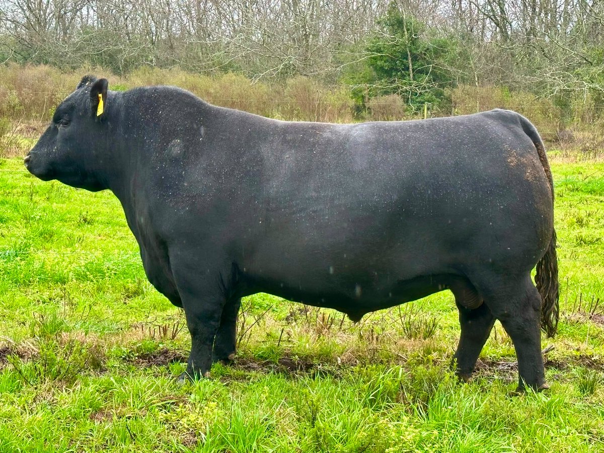 AngusDelModelo's tweet photo. Los toros de Modelo ya se preparan para Prado en  🔥

Dos ejemplares destacados: un Senior y un 2 Años Mayor, afinando detalles de cara a la pista.

Entre ellos, Malambo, nuestro principal padre colorado, con 3,20 de AOB, en sociedad con Barcia, Martínez y Coito Semen disponible. https://t.co/Lpgsyp81we