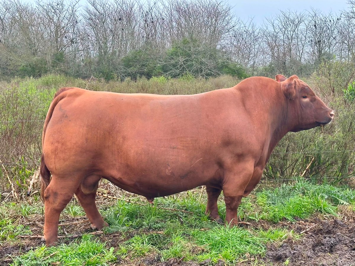 AngusDelModelo's tweet photo. Los toros de Modelo ya se preparan para Prado en  🔥

Dos ejemplares destacados: un Senior y un 2 Años Mayor, afinando detalles de cara a la pista.

Entre ellos, Malambo, nuestro principal padre colorado, con 3,20 de AOB, en sociedad con Barcia, Martínez y Coito Semen disponible. https://t.co/Lpgsyp81we