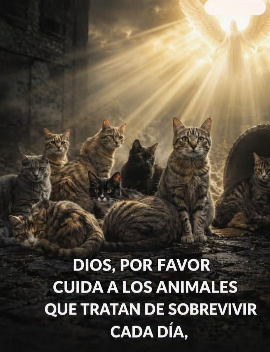 ManuSaenzVolvio's tweet photo. Escucha Señor!
🙏🏻 https://t.co/BJBAreo69r